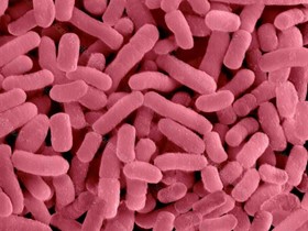 Normal Bacterial Flora of The Oral Cavity